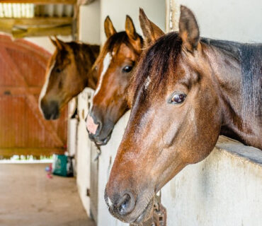 Pension De Chevaux Sur L'île D'oléron