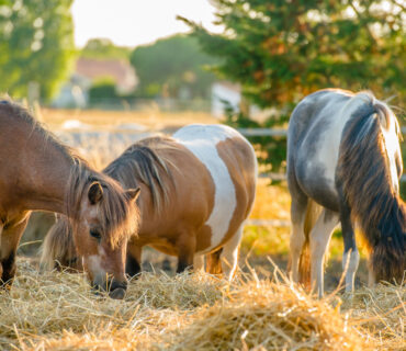 Animations Equestres Ile Oleron